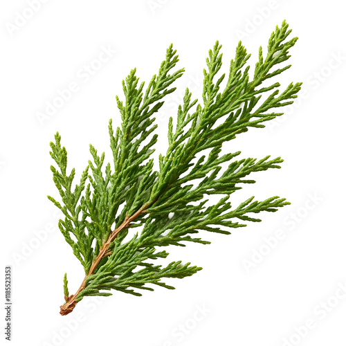 Green Cedar Sprig Isolated on a Transparent Background