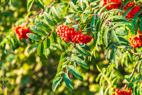 Autumn bright red rowan berries with leaves photo