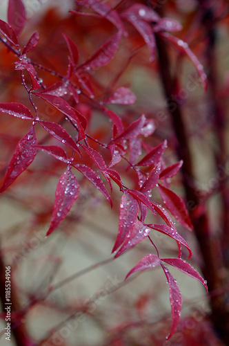 red autumn leaves