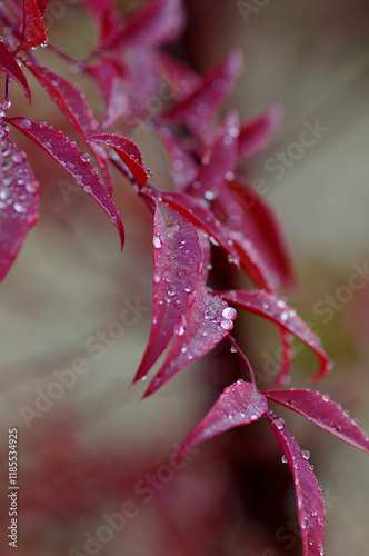 close up of red leaf