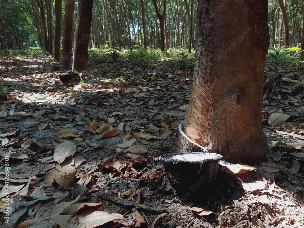 Harvesting rubber from rubber trees on an agricultural farm Harvesting rubber from rubber trees on an agricultural farm