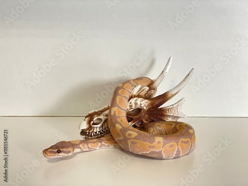 Ball Python snake  photo