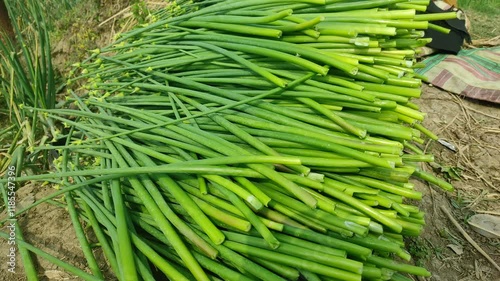 bunch of fresh green raw spring onion,green shallot(allium cepa var. aggregatum) with roots isolated on white backdrop. healthy vegetable concept