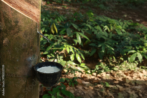 Rubber tree (Hevea Brasiliensis) and droping of latex in the bowl. Rubber tapping fresh milky Latex flows into a black plastic bowl in from para tree photo