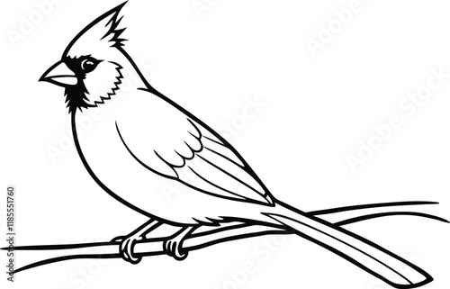 Cardinal bird on branch vector, bird on a branch line art vector isolated white background