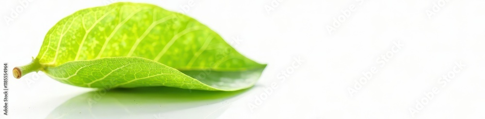 Intact lemon leaf, sharp focus, pure white backdrop , image, green