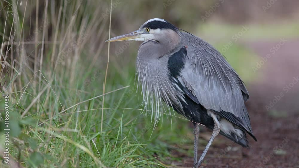 Close up of Great Blue Heron (Ardea herodias) standing next to a trail surveying for rodents then walking down the trail. Close up of Great Blue Heron (Ardea herodias) standing next to a trail surveying for rodents then walking down the trail.