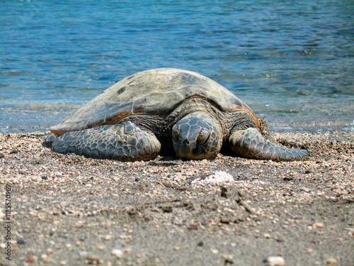 Sea Turtle on Beach