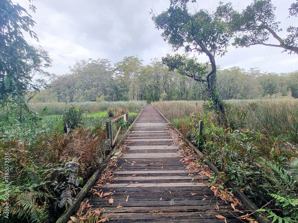 Boardwalk through reeds and wetlands. Australian forest and cloudy skies