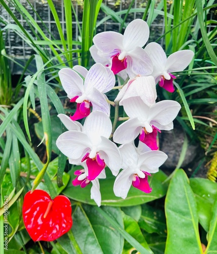 phalaenopsis amabilis white and pink  orchid in garden photo