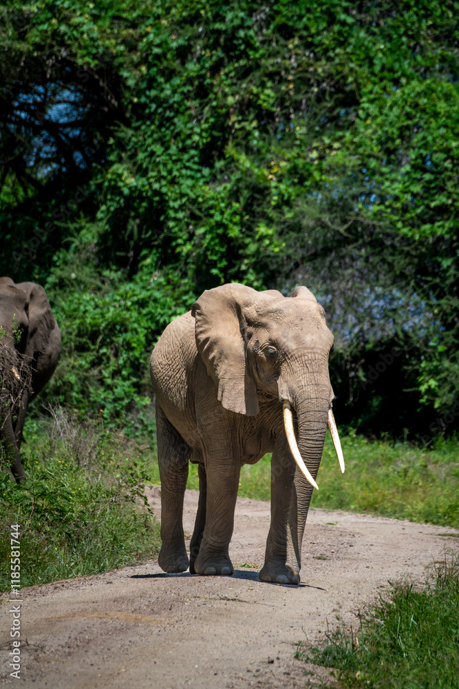 Obraz premium elephant in the Serengeti walking