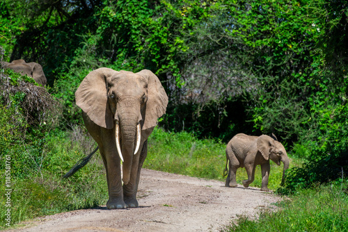Photography elephants in the wild