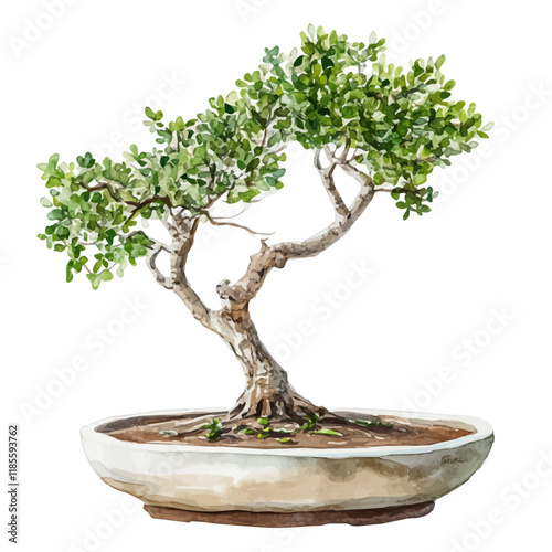 A watercolor painting of a Desert Acacia Bonsai, isolated on a white background. Desert Acacia Bonsai vector.
