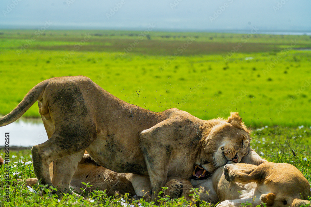 Fototapeta premium Pride of lions rolling around in the fields of Africa