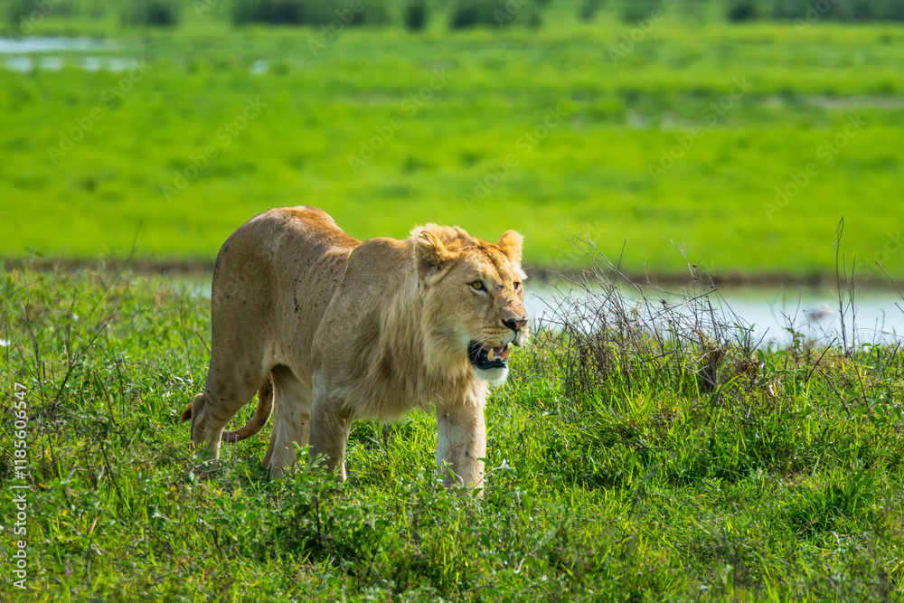 Naklejka premium Pride of lions in the Serengeti, Tanzania 