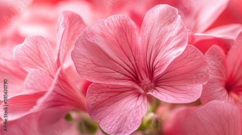 Delicate pink pelargonium zonale flowers in a stunning macro view showcasing intricate petal details and soft hues. photo