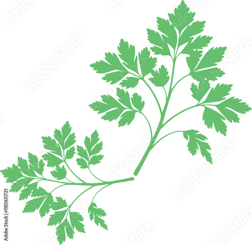 Green parsley leaf twigs in a hand drawn style vegetable silhouette on white background
vector illustration.