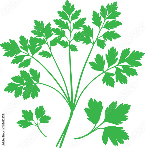 Green parsley leaf twigs in a hand drawn style vegetable silhouette on white background
vector illustration.