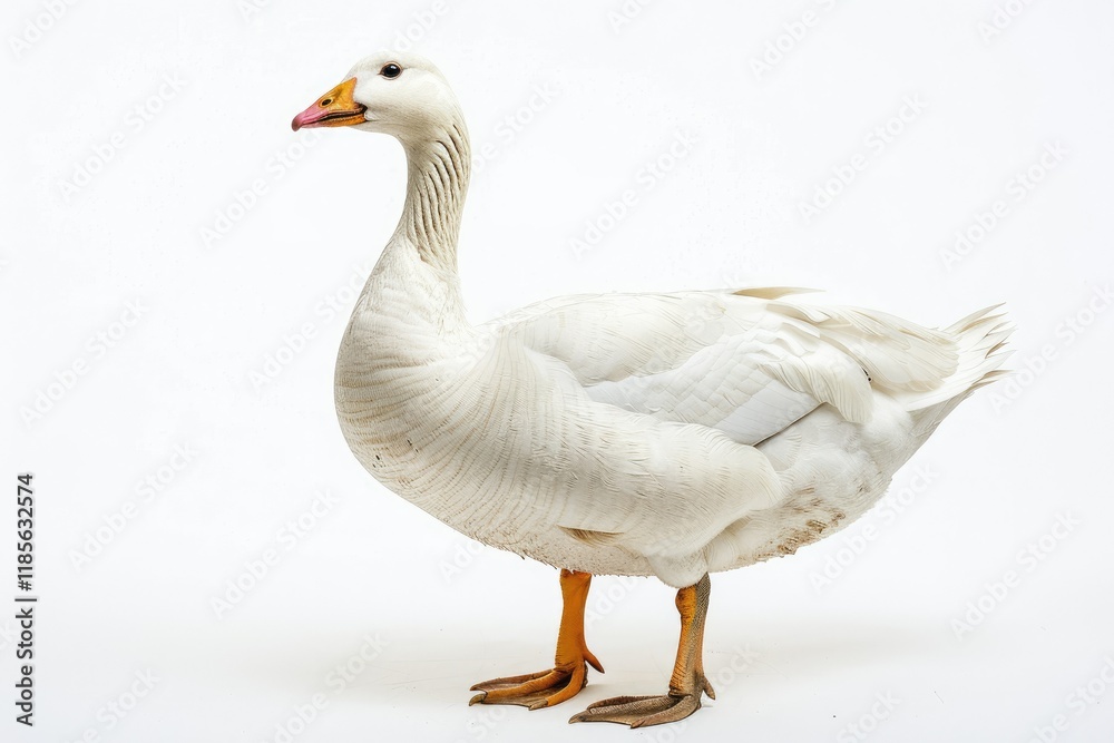 Vibrant Picture of White Goose Anser Anser Domesticus Isolated on a White Background Vibrant Picture of White Goose Anser Anser Domesticus Isolated on a White Background