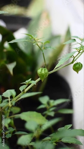 Physalis angulata planted in a pot waiting to ripen. photo