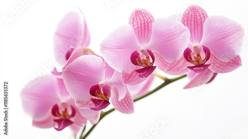 Delicate pink orchid blooms elegantly displayed against a clean white background perfect for floral and nature-themed designs