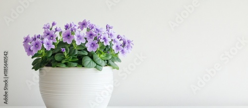 Potted Saintpaulias with soft purple flowers on a minimalist white background ideal for enhancing indoor spaces and decor photo