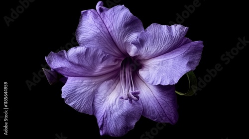 Ruellia tuberosa flower showcasing vibrant purple petals with intricate texture on a black background for botanical art and design. photo