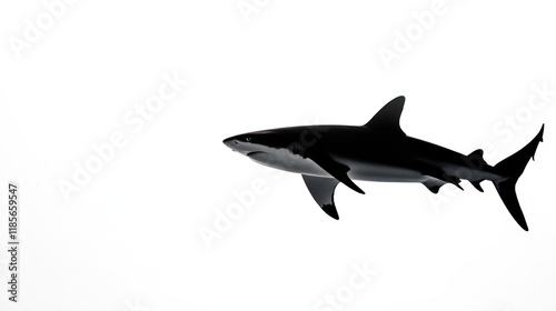 Silhouette of a shark swimming against a white background. photo