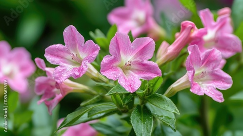 Crown Flower Plants Blooming in Lush Greenery of a Vibrant Garden Displaying Delicate Pink Blossoms and Fresh Foliage