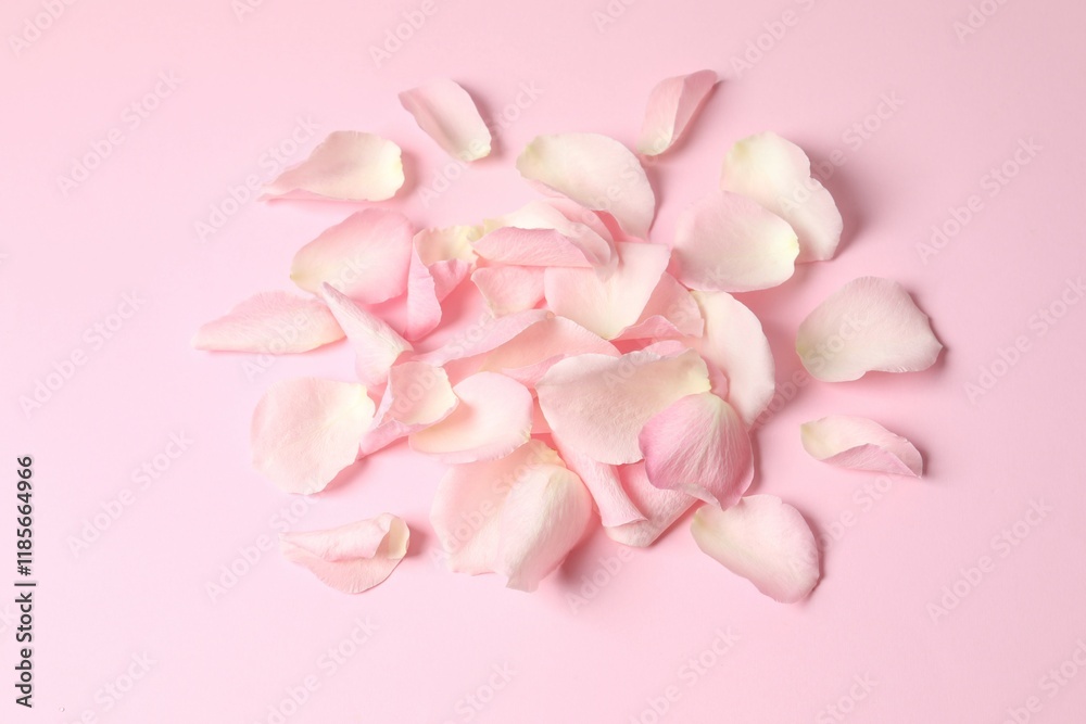 Obraz premium Pink rose petals on a color background