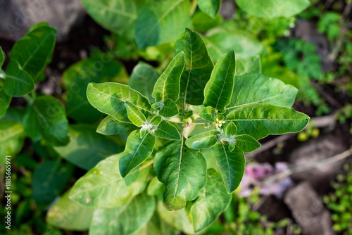 Wallpaper Mural Ashwagandha green plant or withania somnifera plant grow in garden. ayurvedic medicine plant Torontodigital.ca