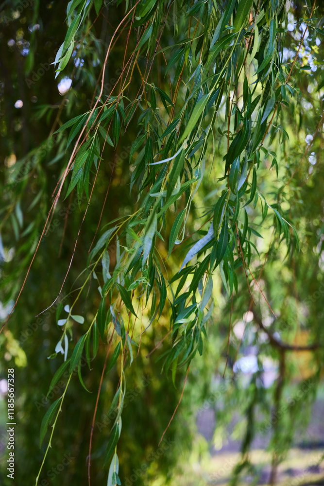 Fototapeta premium Breathtakingly Lush Green Willow Tree Leaves Swaying in Gentle Sunlight During Summer Days