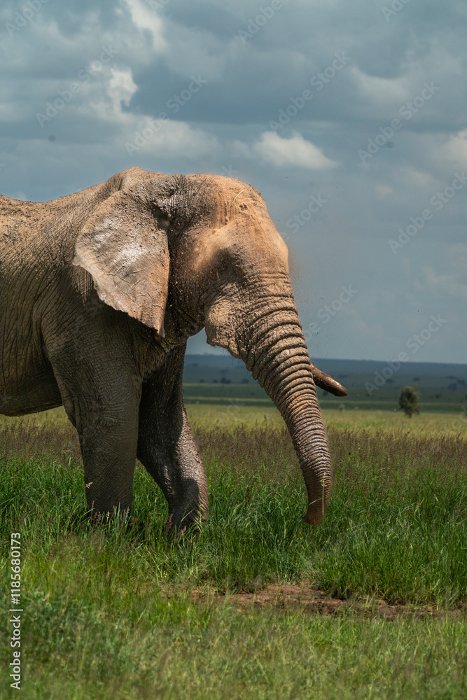Fototapeta premium African elephant in the Serengeti throwing dirt on itself