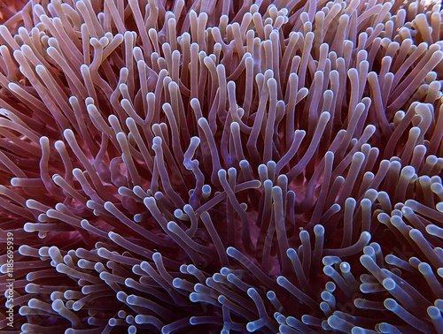 Underwater pmacro photograpy of anemone tentacles photo