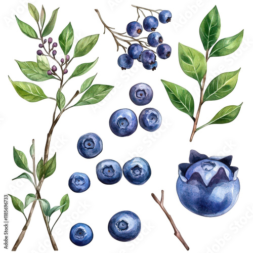 Watercolor Blueberries Branches Leaves Food Nature Design Elements