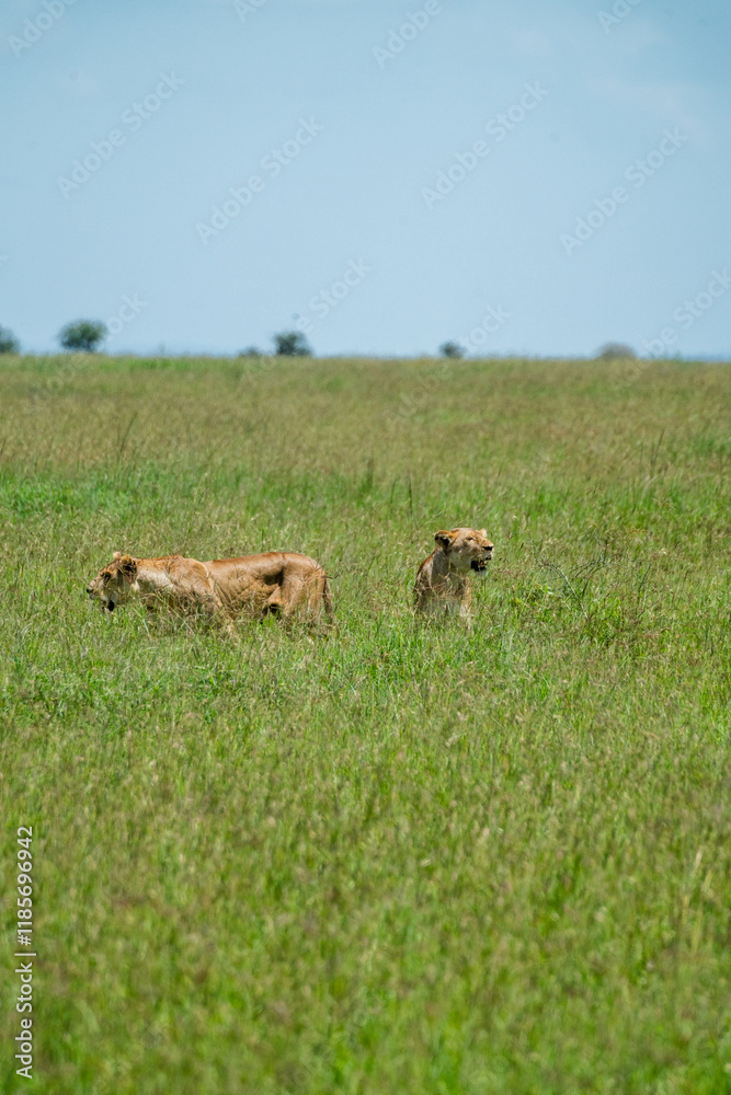 Large pride of lions hunt through the fields of Africa Large pride of lions hunt through the fields of Africa