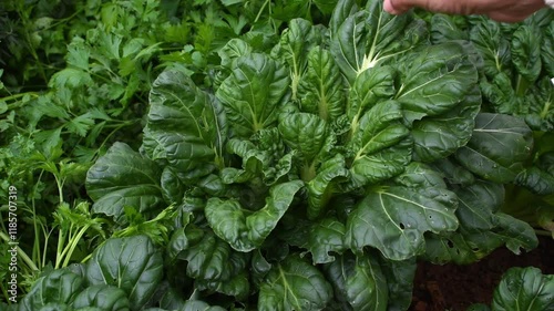 Farmers inspect organic kai-lan or Chinese kale fields before harvesting. Gai lan, kai-lan, Chinese broccoli, or Chinese kale is a leafy vegetable with thick, flat, glossy blue-green leaves.