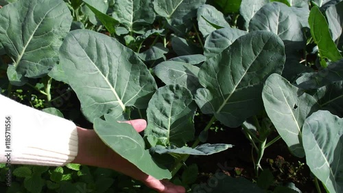 Farmers inspect organic kai-lan or Chinese kale fields before harvesting. Gai lan, kai-lan, Chinese broccoli, or Chinese kale is a leafy vegetable with thick, flat, glossy blue-green leaves with thick