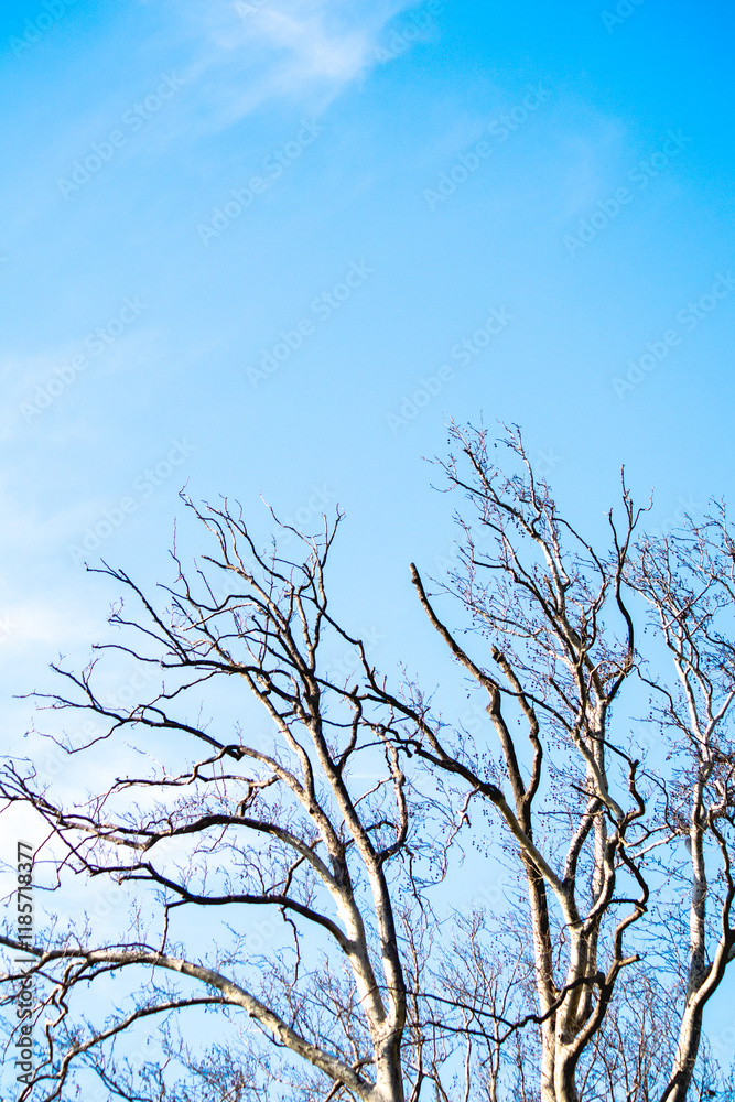Tree branches in front of blue and cloudy sky background. Natural wallpaper. Deciduous tree. Forest. Tree branches in front of blue and cloudy sky background. Natural wallpaper. Deciduous tree. Forest.