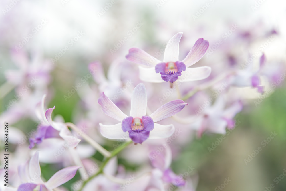 Blooming pink Dendrobium orchids in a vibrant tropical garden, showcasing delicate petals and rich color, captured in a serene botanical environment. Blooming pink Dendrobium orchids in a vibrant tropical garden, showcasing delicate petals and rich color, captured in a serene botanical environment.