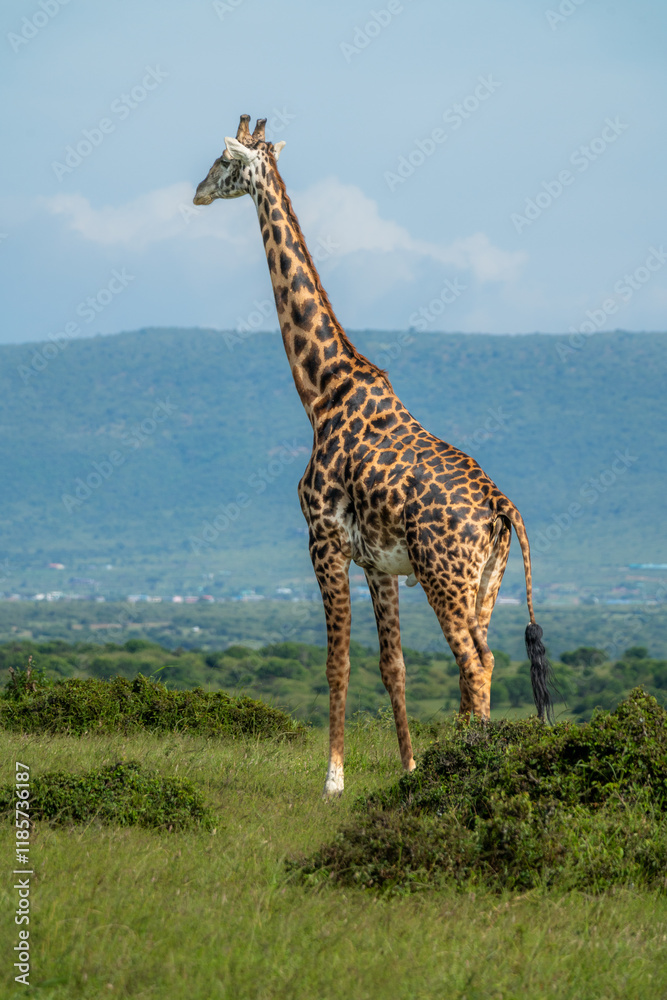 Obraz premium Maasai giraffe roaming the fields of Africa 