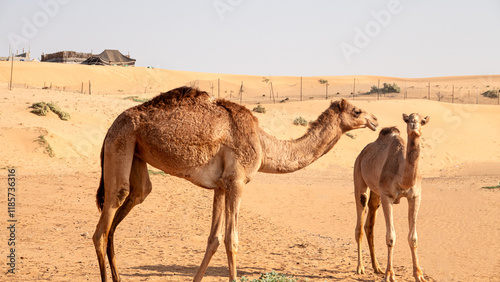 camels in the desert photo