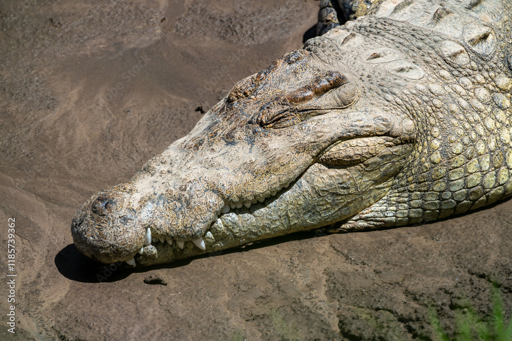 Fototapeta premium crocodile in the water