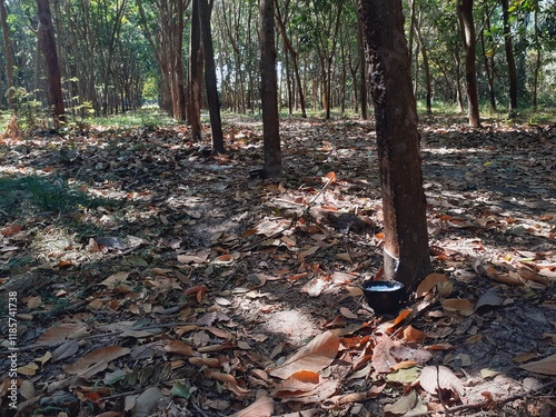 Harvesting rubber from rubber tree farms, a popular economic crop grown in warm countries. photo