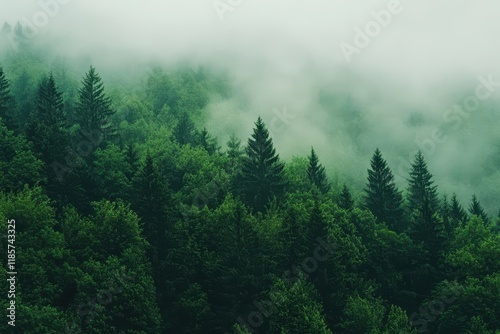 Misty mountain forest, evergreen trees, fog, scenic landscape, nature background, travel