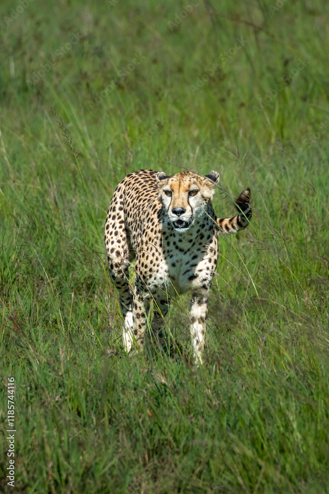 Cheetah hunting for food in the fields of Maasai Mara, Kenya Cheetah hunting for food in the fields of Maasai Mara, Kenya
