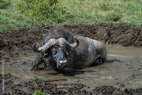 African water buffalo shaking off in mud pit photo