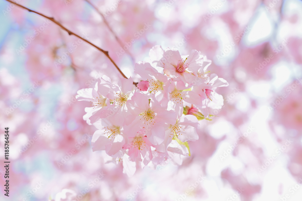 Obraz premium さくら サクラ 櫻 SAKURA cherry blossoms 