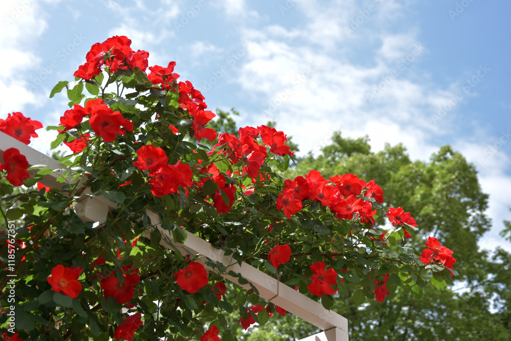 つるバラサンド バラの花 つるバラサンド バラの花