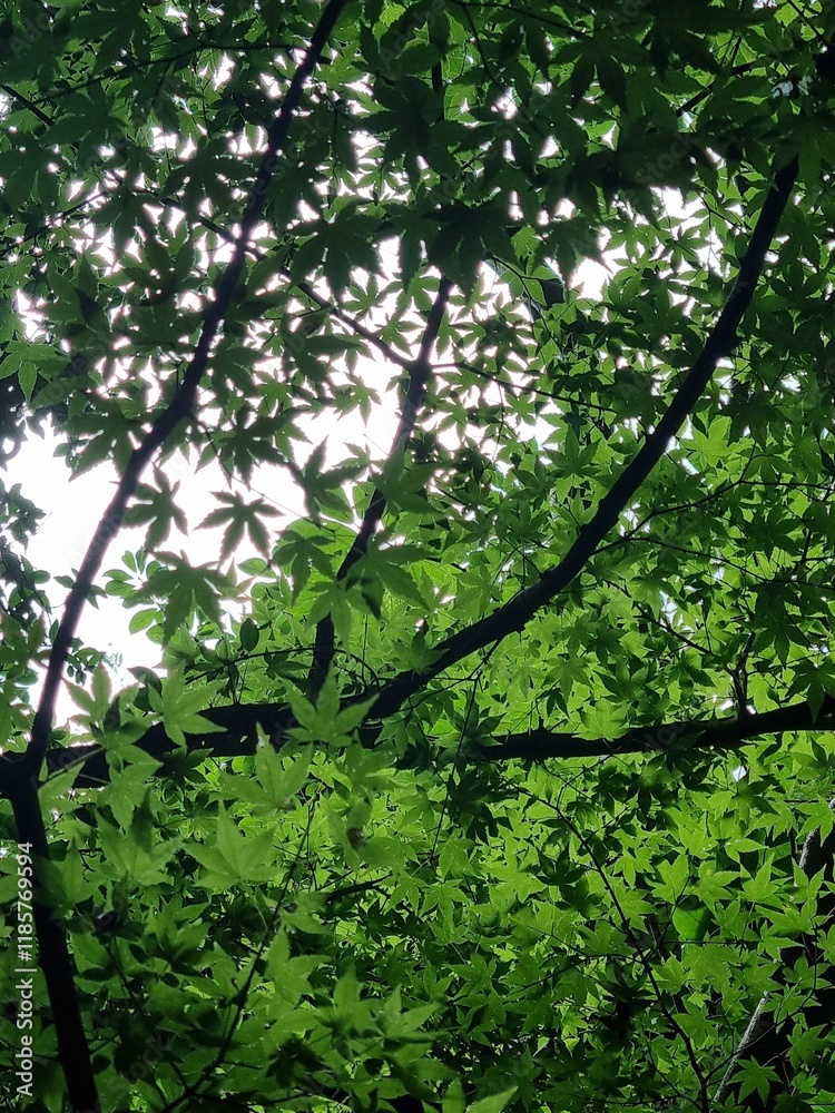 Fototapeta premium green maple leaf